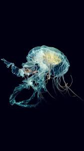 Apple Watch Jellyfish Art Nature Iphone 6 Wallpaper Download Iphone Wallpapers Ipad Wallpapers One Stop Jellyfish Art Apple Watch Wallpaper Watch Wallpaper