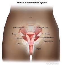 Image result for female sex organ