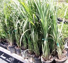 Image result for Cymbopogon citratus