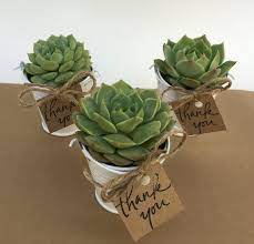 Succulent Wedding Favors Succulents Succulent Party Favors 12 Plant Favors Bridal Shower Fa Plant Wedding Favors Spring Wedding Favors Succulent Wedding Favors