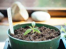 Then identify what caused it. Leggy Seedlings What Causes Them And How To Fix Them Garden Betty