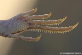 Maybe you would like to learn more about one of these? Mojave Fringe Toed Lizard Uma Scoparia