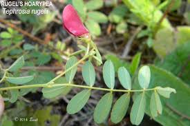 Image result for Tephrosia reptans