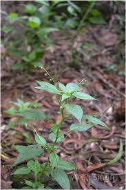 Image result for Micrococca mercurialis