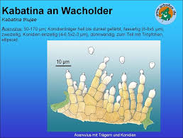 Image result for kabatina thujae