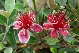 Image result for Feijoa sellowiana