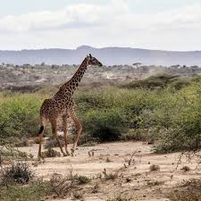 Ma Premiere Photo De Tanzanie Serait Une Twiga Une Girafe En Swahili Mais Qui Ne Vole Pas Ou Presque C Est Bien La Premiere Fois Giraffe Animals