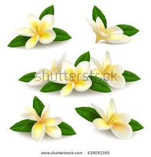 Several Realistic White Yellow Plumeria Frangipani Flowers With Green Leaves Isolated On White Background Vector Illustrat Frangipani Flower Drawing Flowers