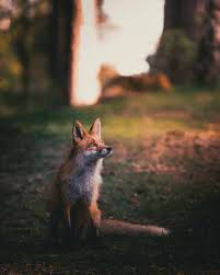 Konsta punkka (kpunkka) profile / 500px. Dreaming About The Weekend Kpunkka Animals Animals Beautiful Fox Squirrel