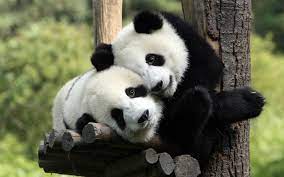 Puppy schattige dieren mooie achtergronden dieren. Pinterest Schattig Dieren Wattpad