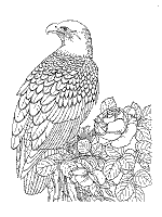 Realistic coloring pages for adults. Eagles Coloring Pages And Printable Activities