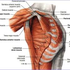 It arises from the anterior surface of the sternal half of the clavicle; Pectoralis Minor Serratus Anterior And Latissimus Dorsi Muscles Download Scientific Diagram