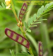 Image result for Chamaecrista