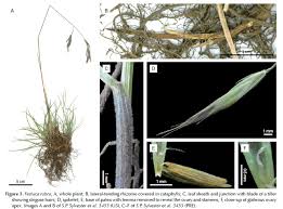 Image result for Festuca africana