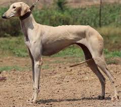Top 20 Indian Dog Breeds Purchasing Price And Care Dog Breeds Best Guard Dog Breeds Grey Hound Dog India's only platform for connecting pet cat lovers with responsible catteries nationwide. top 20 indian dog breeds purchasing