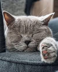 Unduh dan gunakan 8.000+ foto stok kucing secara gratis. Wallpaper Hd 100 Gambar Kucing Lucu Imut Keren Cantik Galau Fashionsista Co
