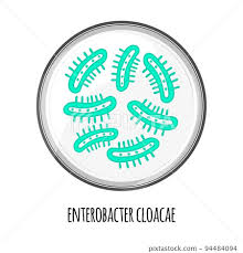 Image result for Enterobacter