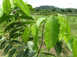 Laxative eﬀect of agarwood leaves and its mechanism. Agar Woods Posts Facebook