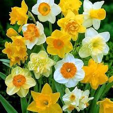 20 Dwarf Daffodil Narcissus Mix Garden Bulb Autumn Growing Spring Flowering Corm Flower Seeds Daffodil Bulbs Bonsai Flower