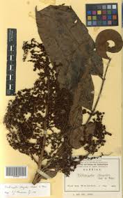 Image result for Trichoscypha lucens