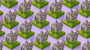 If you are looking to add a bulldog to your family and you see one you like here on our website, please feel free to call, text, or email with any questions you might have. Frenchies Labradoodles And The Dilemma Of The Designer Dog Vox