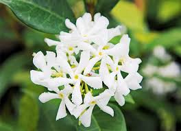 Halliana can tolerate full sun but does best in partial shade. Best Climbing Plants And Shrubs For Winter The English Garden