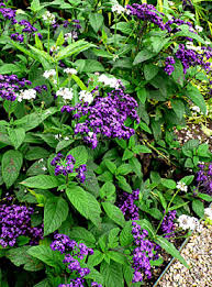 Summer blooming phlox are generally taller, more upright and clump forming than the spring blooming varieties. Late Summer Flowers Gardener S Supply