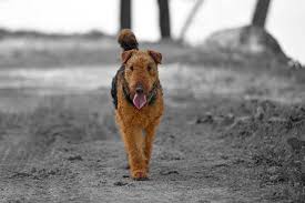 Check spelling or type a new query. Zsuzse Airedales Home Facebook