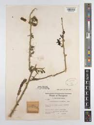 Image result for Alantsilodendron pilosum