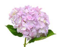 Hydrangea Definition And Meaning Collins English Dictionary