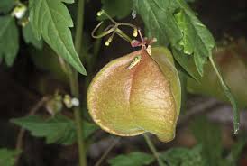 Image result for Cardiospermum halicacabum