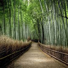 Sagano Bamboo Grove In Japan I Think I May Have Already Have Pinned This Somewhere I Can Hear The Bamboo Forest Japan Wonders Of The World Beautiful Places