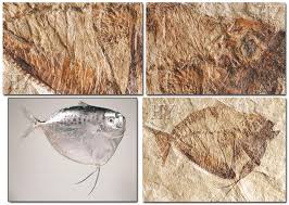 Uyap işbiliği ile hakkında açılmış dava var mı yok mu ? Read Or Download Atlas Of Creation Vol 3