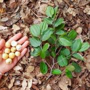 Image result for Ziziphus abyssinica