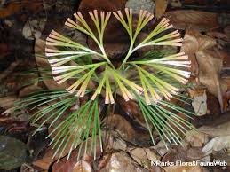 Image result for Schizaea