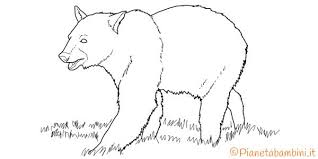 Disegni Di Orsi Libri Da Colorare Disegni Orso Polare