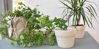 According to healthline, eastern poison ivy can be found as both a ground and climbing vine. How English Ivy Helps Reduce Mold In Your Home