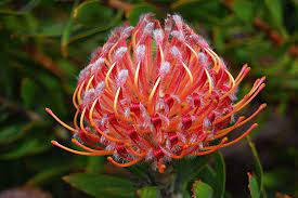 Wikipedia The Free Encyclopedia Flowers Plants Protea Plant