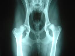 There are many organs that sit in the pelvis, including much of the urinary system, and lots of the male or female reproductive systems. Hip Dysplasia Canine Wikipedia