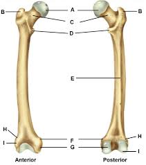 High quality realistic skeleton legs. Diagram Leg Bones Diagram Femur Full Version Hd Quality Diagram Femur 1truckdiagrams Hotelrauth It
