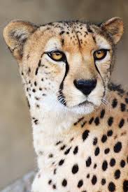 Cheetah By Lisadiazphotos On Flickr Animals Animals Wild Animals Beautiful