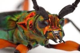 Image result for Buchnera keilii