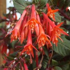 Eeb greenhouse accession data for fuchsia triphylla gartenmeister<meta name=. Gartenmeister Fuchsia Plants For Sale Free Shipping