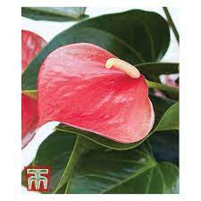 Flamingo Flowers Vacancies Best Flower Wallpaper
