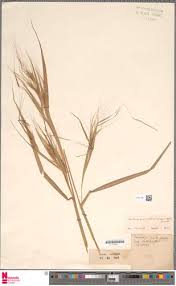 Image result for Heteropogon melanocarpus