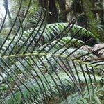 Image result for Blechnum attenuatum