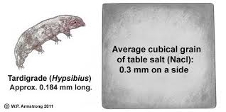 The Size Of A Typical Tardigrade As Measured Next To An Average Grain Of Salt Tardigrade Grain Of Salt Grains
