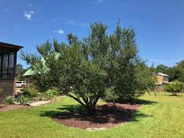 Image result for Ulmus parvifolia