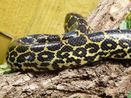 11 Largest Living Snakes In The World Anaconda Snake Zoo Coupons