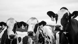 Dairy Sale